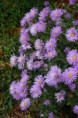 Aster amellus ´Dwarf King´